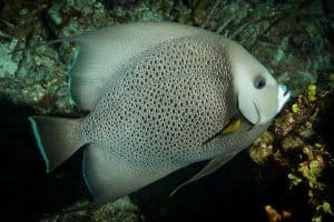 gray angelfish - pomacanthus arcuatus