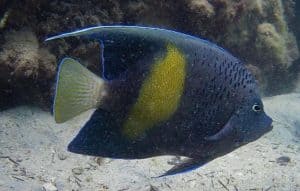 Maculosus Angelfish 