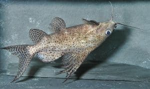 Synodontis catfish