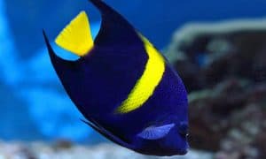 Asfur angelfish