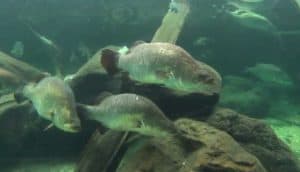 barramundi fish