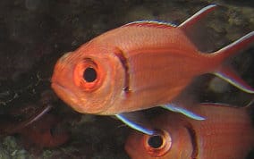 blackbar soldierfish