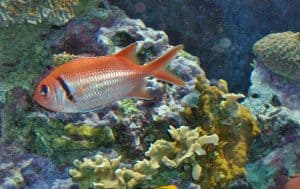 blackbar soldierfish