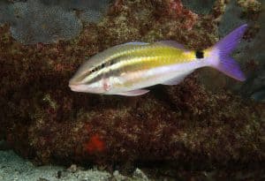 blackspot goatfish - Parupeneus spilurus