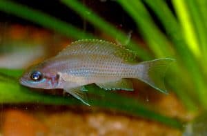 Brichardi fish - Fairy cichlid