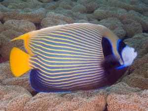 emperor angelfish - pomacanthus imperator 6