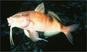 goatfish