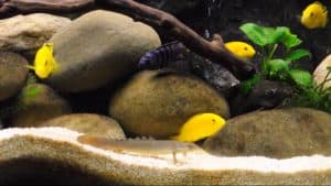 labidochromis caeruleus