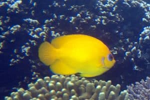 centropyge flavissima - lemonpeel angelfish