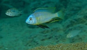 nyassachromis microcephalus