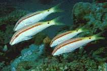 parupeneus forsskali - Red Sea goatfish 3