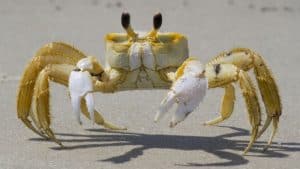 Atlantic ghost crab