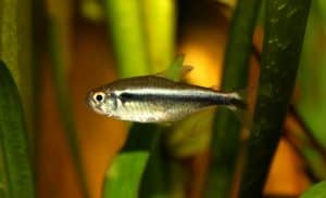 Black neon tetra fish