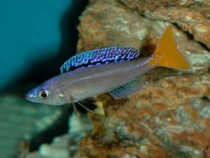 Cyprichromis leptosoma - sardine cichlid 2