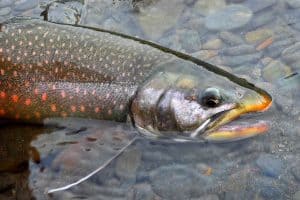 Dolly Varden trout