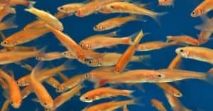 Rosy red minnows