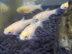Rosy red minnows
