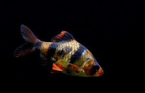 Tiger barb fish