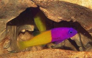 bicolor dottyback - bicolor pseudochromis