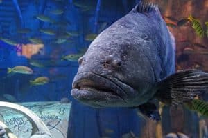 grouper fish
