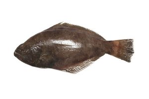 halibut fish