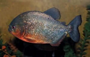 piranha fish