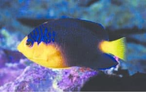 pygmy angelfish - cherubfish