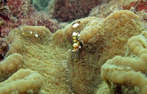 types of anemones - Adhesive Sea Anemone (Cryptodendrum adhaesivum)