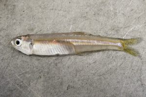 Anchoa mitchilli (Bay anchovy)