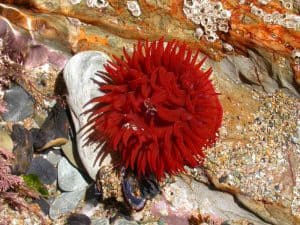 types of anemones - Beadlet Anemone (Actinia equina)
