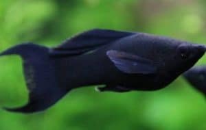 Black Lyretail Molly