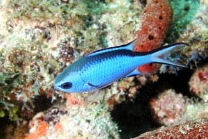 Blue chromis fish