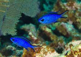 Blue chromis fish