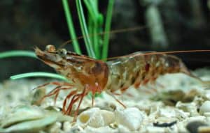 Brown shrimp