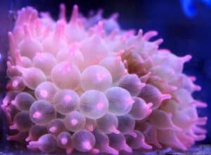 types of anemones - Bubble Tip Anemone or Rose Bubble Anemone (Entacmaea quadricolor)
