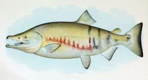 types of salmon