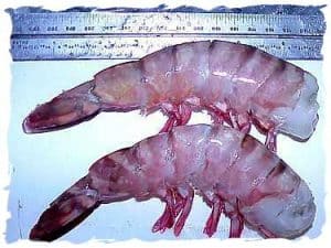 Colossal shrimp