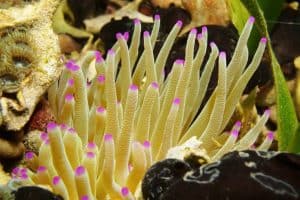 Condy Anemone or Pink-Tipped Anemone (Condylactis gigantea)