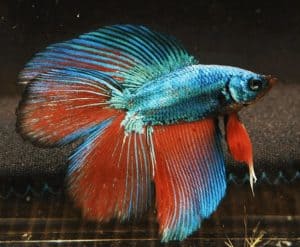 double tail betta fish