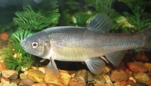 Fathead Minnows Fish (Pimephales promelas)