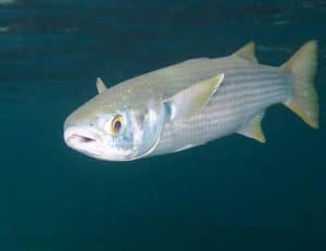 Flathead grey mullet fish (Mugil cephalus)