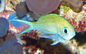Green chromis fish