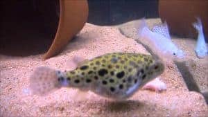 Green spotted puffer fish