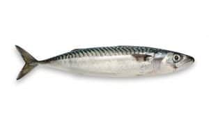 Mackerel fish