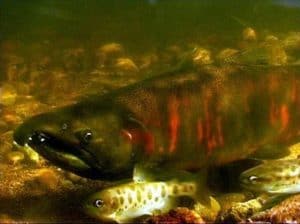 types of salmon