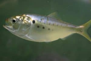 Menhaden fish (Bunker fish)