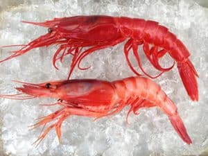 Royal red shrimp
