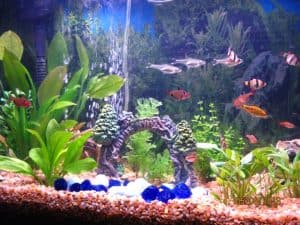 types of fish tanks