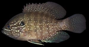 banded sunfish