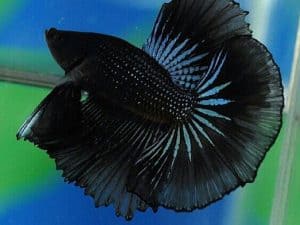black orchid betta fish